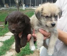 BALU, Hund, Mischlingshund in Rumänien - Bild 6
