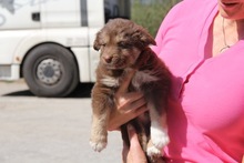 TRIXIE, Hund, Mischlingshund in Bulgarien - Bild 2