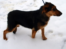 KATHY, Hund, Mischlingshund in Kroatien - Bild 2