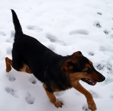 KATHY, Hund, Mischlingshund in Kroatien - Bild 3