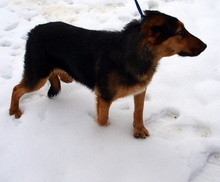 KATHY, Hund, Mischlingshund in Kroatien - Bild 4