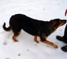 KATHY, Hund, Mischlingshund in Kroatien - Bild 5
