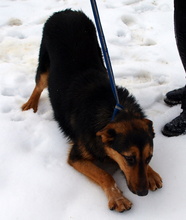 KATHY, Hund, Mischlingshund in Kroatien - Bild 6