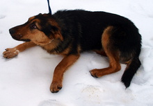 KATHY, Hund, Mischlingshund in Kroatien - Bild 7