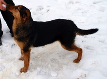 KATHY, Hund, Mischlingshund in Kroatien - Bild 9