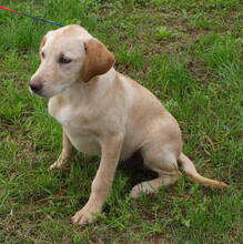 MARLEY, Hund, Mischlingshund in Kroatien - Bild 2