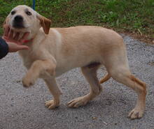 MARLEY, Hund, Mischlingshund in Kroatien - Bild 4