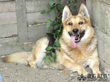RUDY, Hund, Deutscher Schäferhund in Slowakische Republik - Bild 1