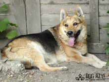 RUDY, Hund, Deutscher Schäferhund in Slowakische Republik - Bild 3