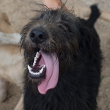 BUBU, Hund, Irish Wolfhound-Mix in Spanien - Bild 3