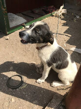 PEGGY, Hund, Mischlingshund in Bulgarien - Bild 1