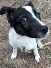 PEGGY, Hund, Mischlingshund in Bulgarien - Bild 2