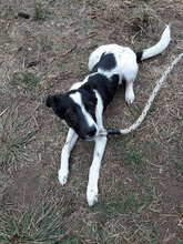 PEGGY, Hund, Mischlingshund in Bulgarien - Bild 3