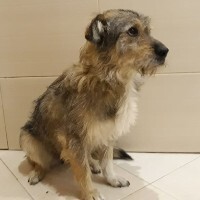 JACKY, Hund, Mischlingshund in Russische Föderation - Bild 1