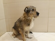 JACKY, Hund, Mischlingshund in Russische Föderation - Bild 2