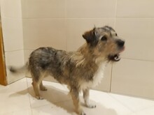 JACKY, Hund, Mischlingshund in Russische Föderation - Bild 3