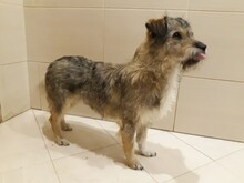 JACKY, Hund, Mischlingshund in Russische Föderation - Bild 4