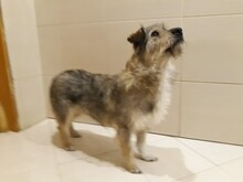 JACKY, Hund, Mischlingshund in Russische Föderation - Bild 5