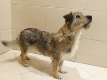 JACKY, Hund, Mischlingshund in Russische Föderation - Bild 6