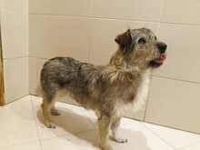 JACKY, Hund, Mischlingshund in Russische Föderation - Bild 7