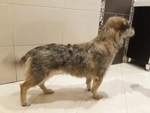JACKY, Hund, Mischlingshund in Russische Föderation - Bild 8