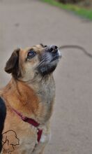 ANNA, Hund, Mischlingshund in Bremerhaven - Bild 5