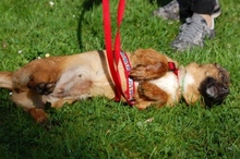 GRETA, Hund, Mischlingshund in Duisburg - Bild 4