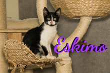 ESKIMO, Katze, Europäisch Kurzhaar in Bergisch Gladbach - Bild 2