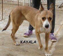 KAYLA, Hund, Mischlingshund in Spanien - Bild 3
