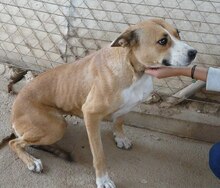 KAYLA, Hund, Mischlingshund in Spanien - Bild 4