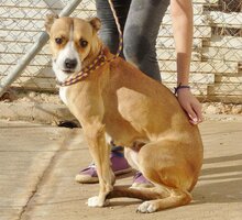 KAYLA, Hund, Mischlingshund in Spanien - Bild 6