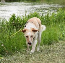 NELO, Hund, Mischlingshund in Emmendingen - Bild 12