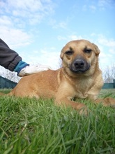 BUDDY, Hund, Mischlingshund in Freiensteinau - Bild 2