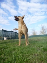 BUDDY, Hund, Mischlingshund in Freiensteinau - Bild 4