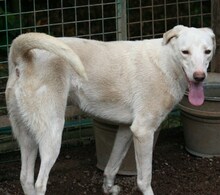 CINDERELLA, Hund, Mischlingshund in Italien - Bild 2
