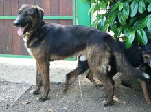 IGNAZIO, Hund, Mischlingshund in Italien - Bild 7