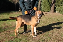 JOKER, Hund, Mischlingshund in Italien - Bild 1