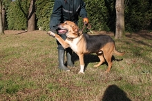 JOKER, Hund, Mischlingshund in Italien - Bild 3