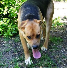 JOKER, Hund, Mischlingshund in Italien - Bild 6