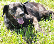 ASKA, Hund, Mischlingshund in Kroatien - Bild 1