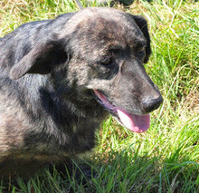 ASKA, Hund, Mischlingshund in Kroatien - Bild 2