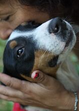LILLY, Hund, Mischlingshund in Bulgarien - Bild 2
