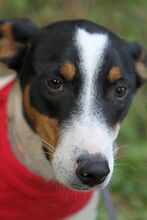 LILLY, Hund, Mischlingshund in Bulgarien - Bild 3