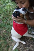 LILLY, Hund, Mischlingshund in Bulgarien - Bild 4