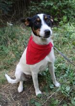 LILLY, Hund, Mischlingshund in Bulgarien - Bild 5