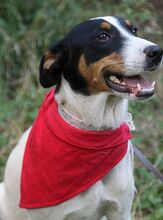 LILLY, Hund, Mischlingshund in Bulgarien - Bild 6