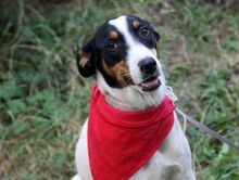 LILLY, Hund, Mischlingshund in Bulgarien - Bild 7