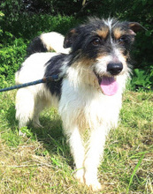 CHARLOTT, Hund, Mischlingshund in Slowakische Republik - Bild 1