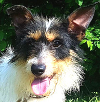 CHARLOTT, Hund, Mischlingshund in Slowakische Republik - Bild 3