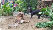 ROSI, Hund, Mischlingshund in Witten - Bild 3
